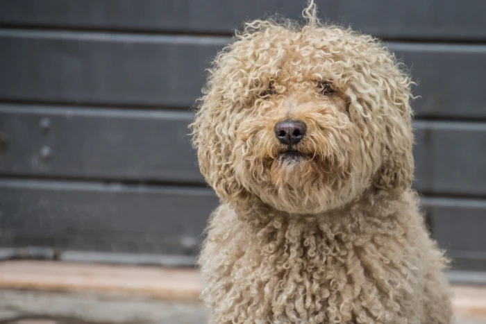 Barbet
