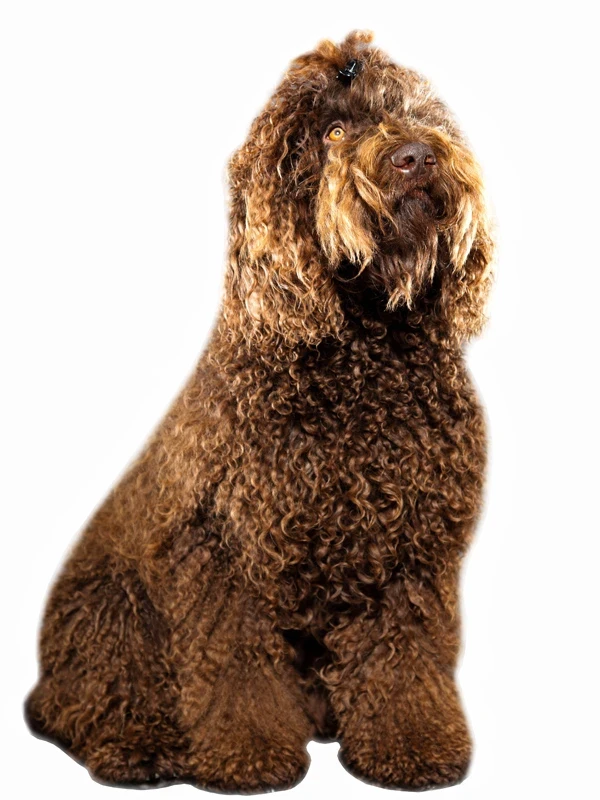 Barbet