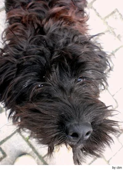 Barbet