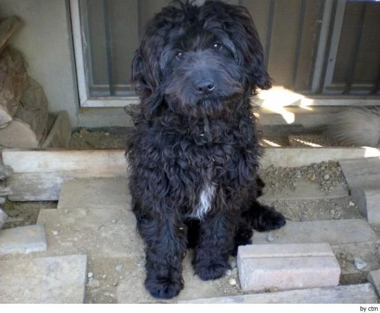 Barbet