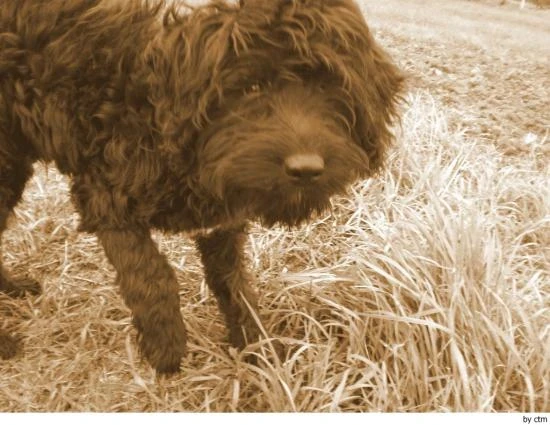 Barbet