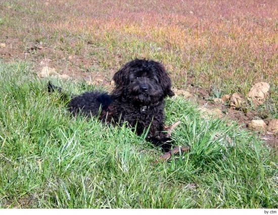 Barbet