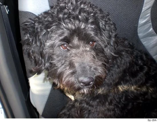 Barbet