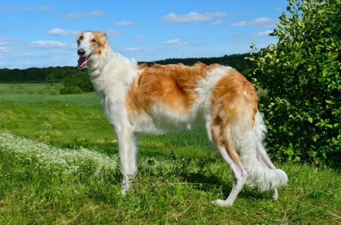 Barzoj