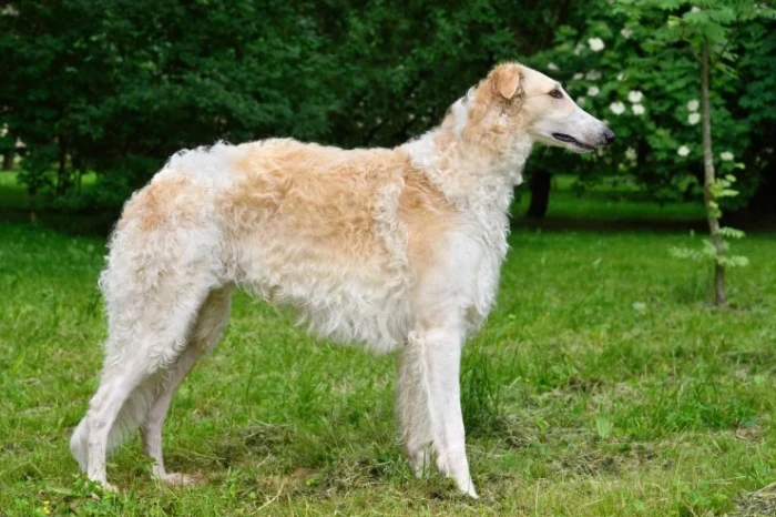 Barzoj