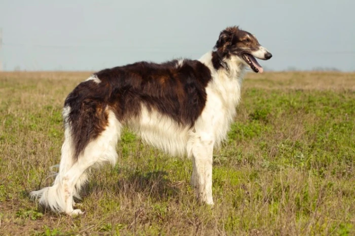 Barzoj