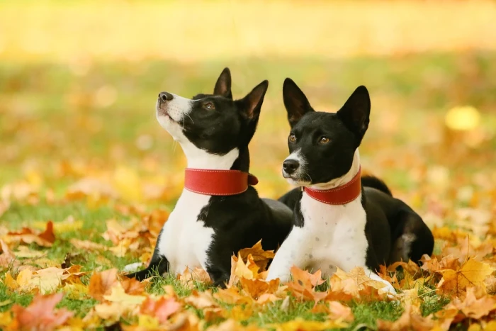 Basenji