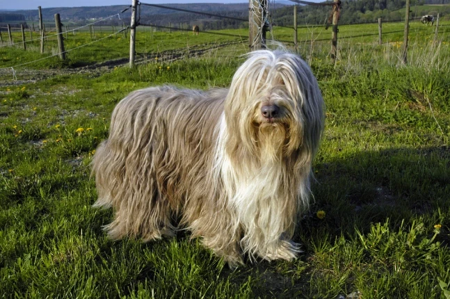 Vousatá kolie