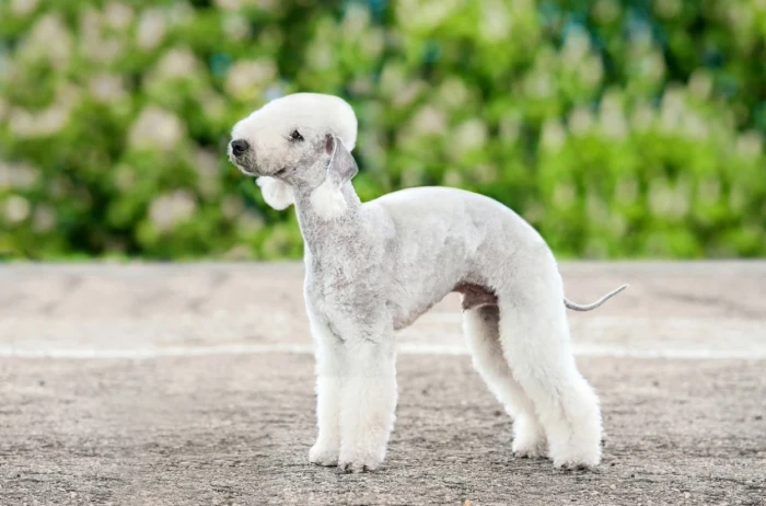 Bedlington teriér