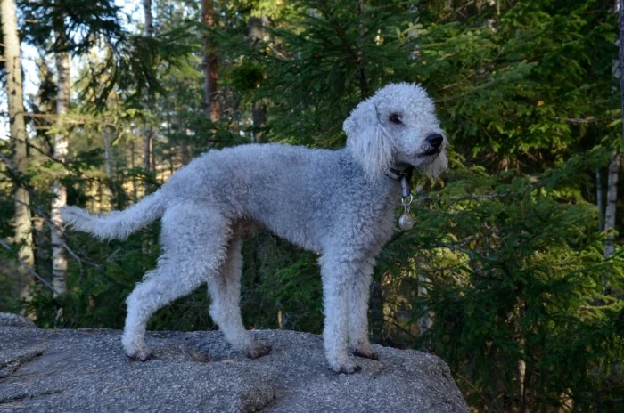 Bedlington teriér