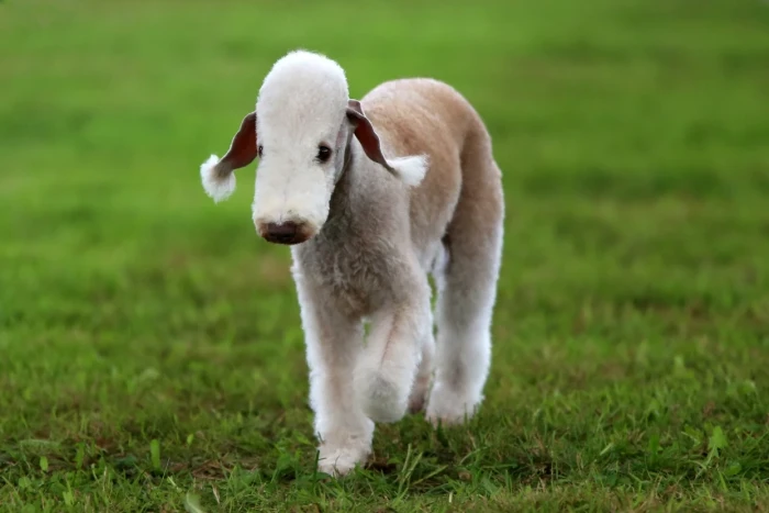 Bedlington teriér