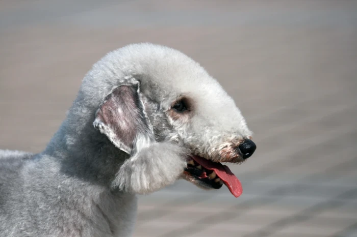 Bedlington teriér