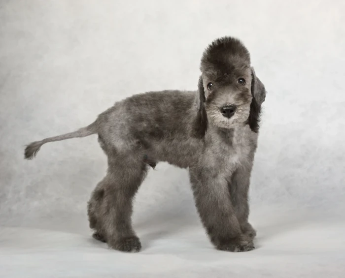Bedlington teriér