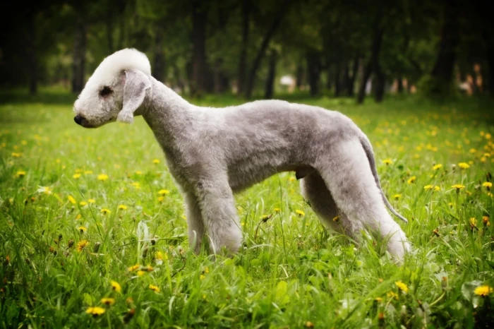 Bedlington teriér
