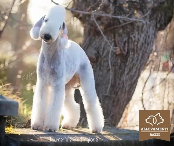 Bedlington teriér