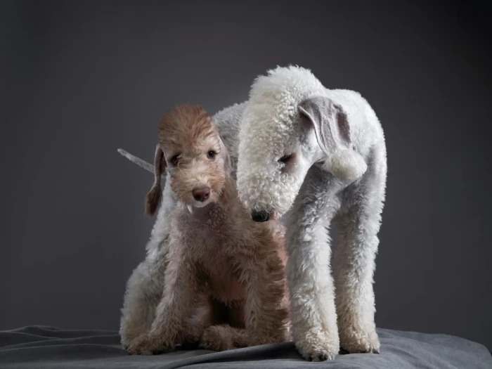 Bedlington teriér