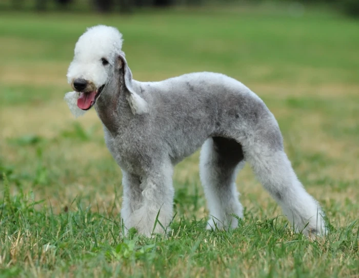 Bedlington teriér