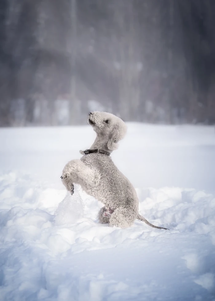 Bedlington teriér