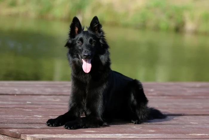 Belgický ovčák Groenendael