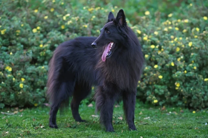 Belgický ovčák Groenendael