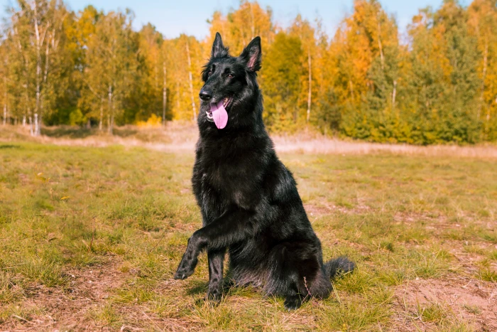Belgický ovčák Groenendael