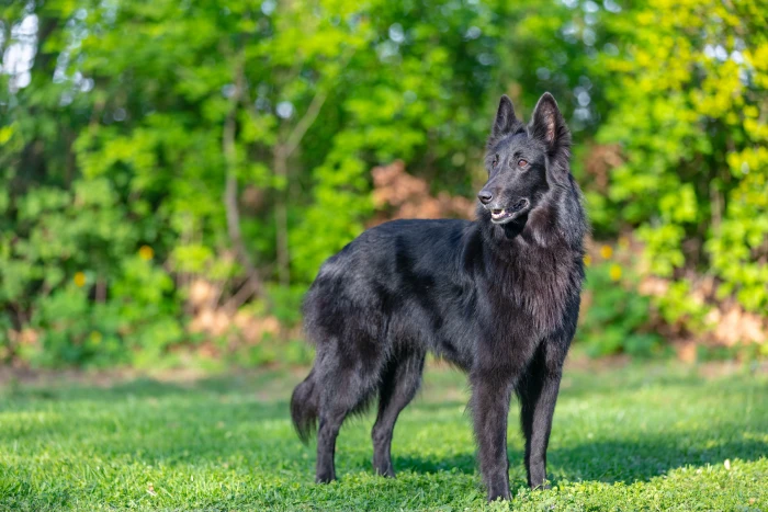 Belgický ovčák Groenendael