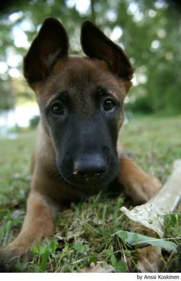 Belgický ovčák Malinois