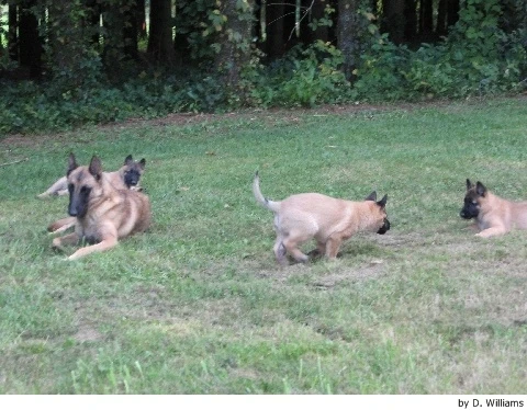 Belgický ovčák Malinois