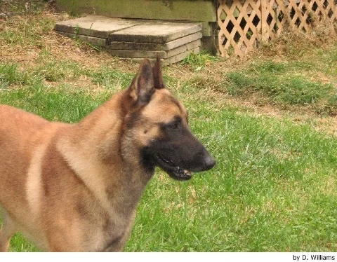 Belgický ovčák Malinois
