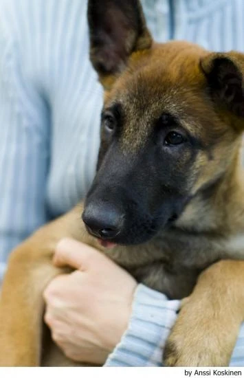 Belgický ovčák Malinois
