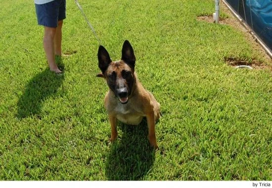 Belgický ovčák Malinois