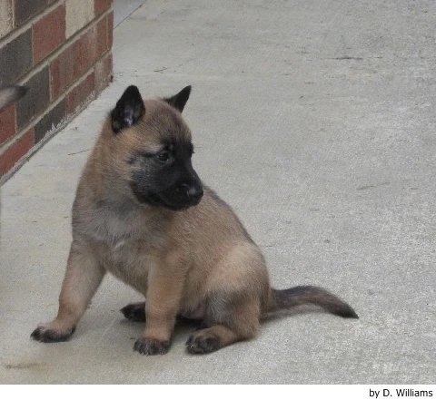 Belgický ovčák Malinois