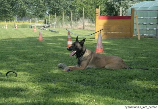 Belgický ovčák Malinois