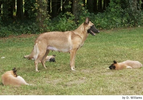 Belgický ovčák Malinois