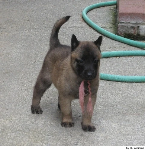 Belgický ovčák Malinois