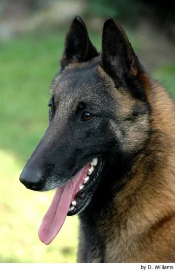 Belgický ovčák Malinois