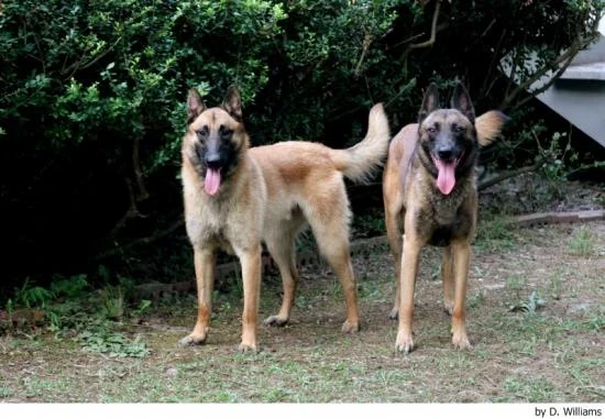Belgický ovčák Malinois