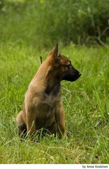 Belgický ovčák Malinois