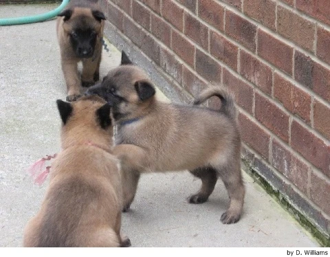 Belgický ovčák Malinois