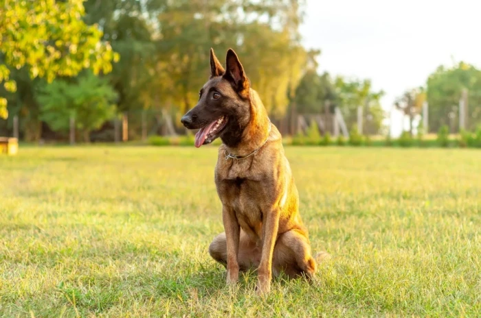 Belgický ovčák Malinois