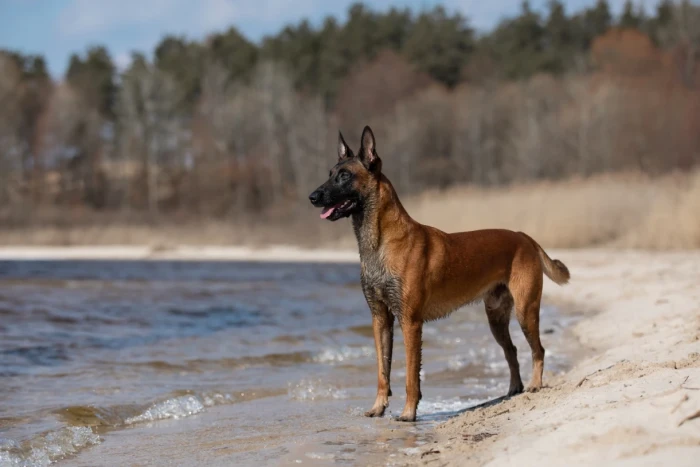Belgický ovčák Malinois