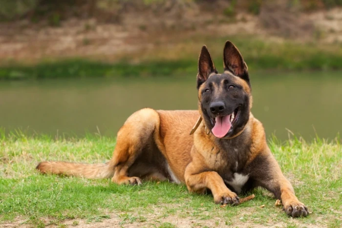 Belgický ovčák Malinois