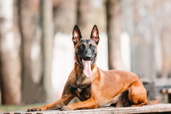 Belgický ovčák Malinois