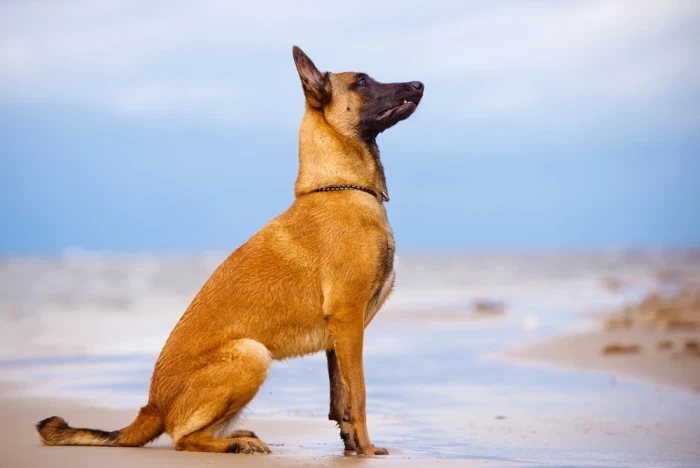 Belgický ovčák Malinois
