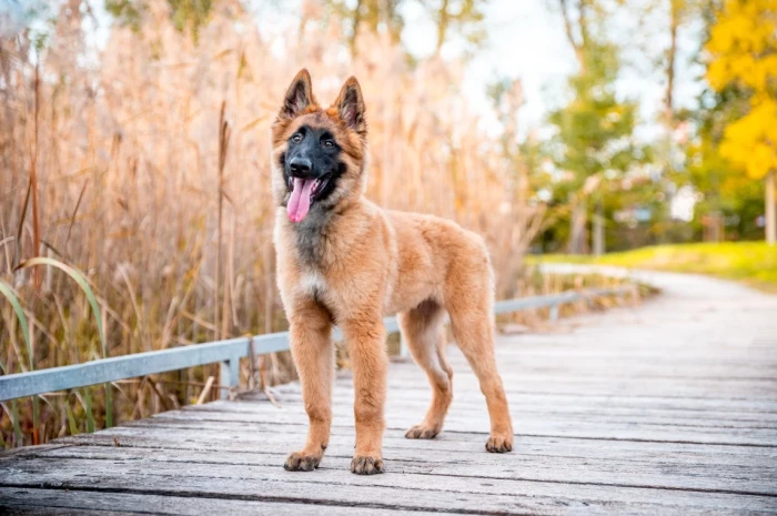 Belgický ovčák Tervueren - štěně, foto: Shutterstock