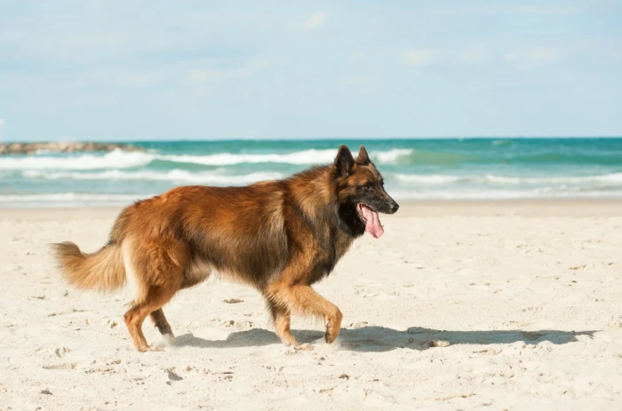 Belgický ovčák Tervueren, foto: Shutterstock