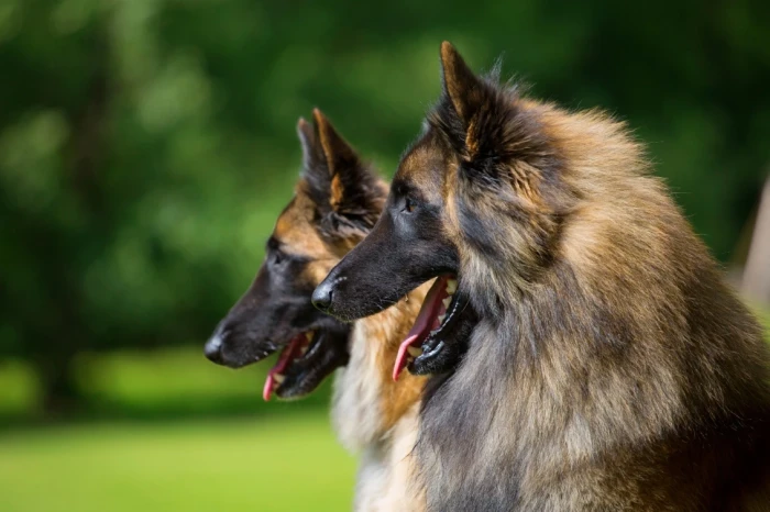 Belgický ovčák Tervueren, foto: Shutterstock