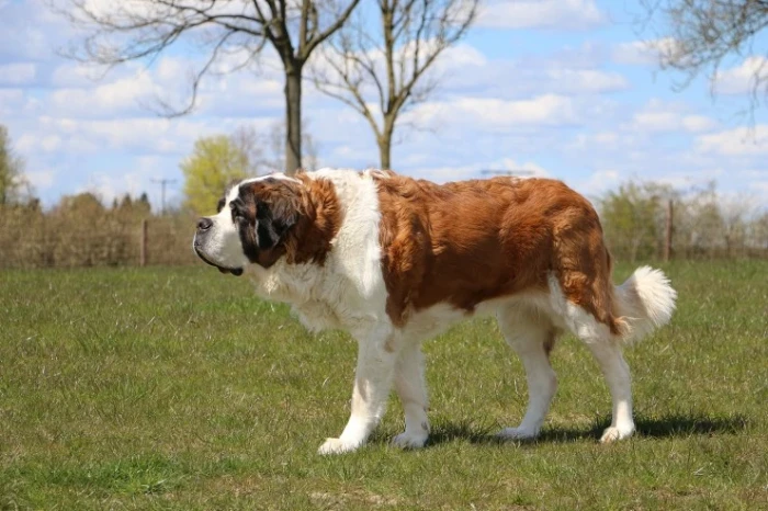 Bernardýn