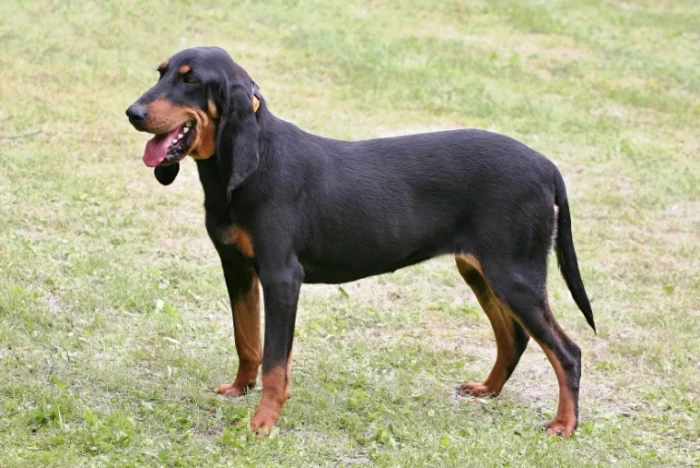 Švýcarský honič