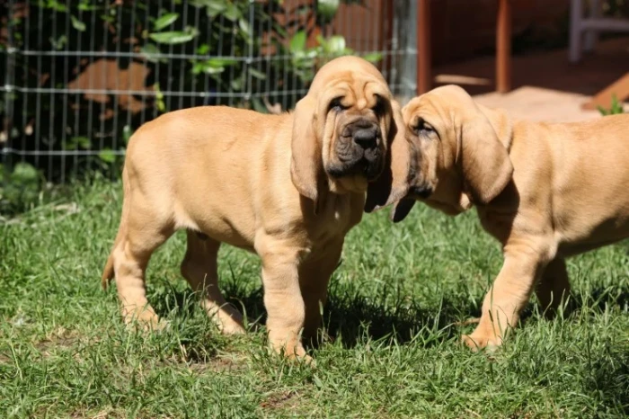 Bloodhound